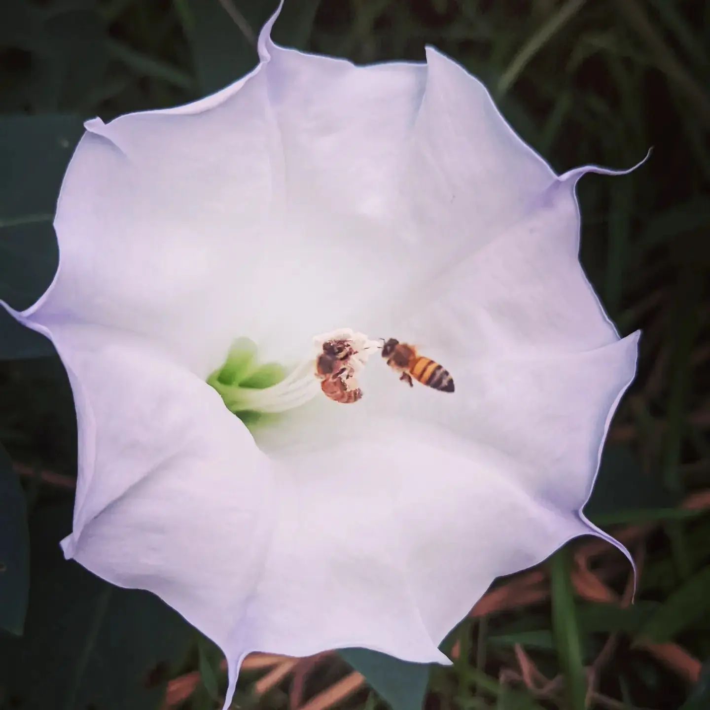 datura-and-honey-bees