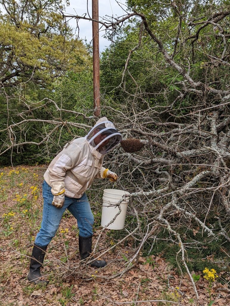 beekeeper-catching-swarm