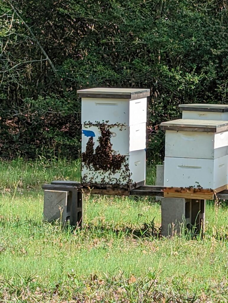 beehive-bees-bearding