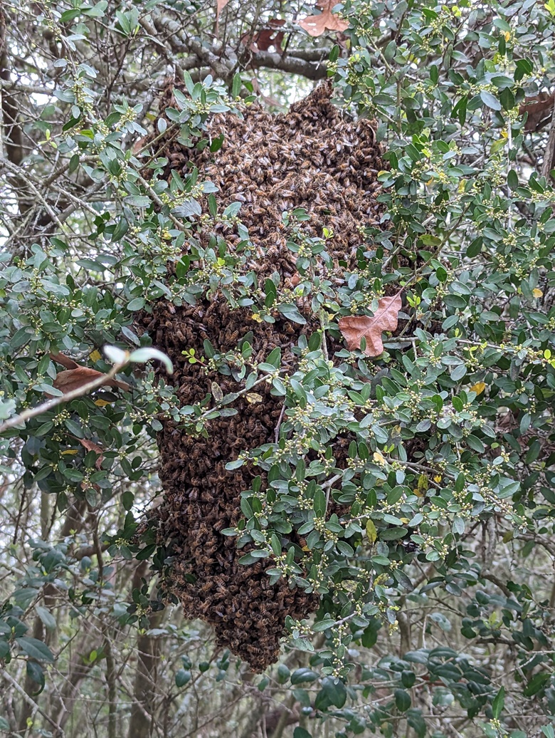 spring-swarm