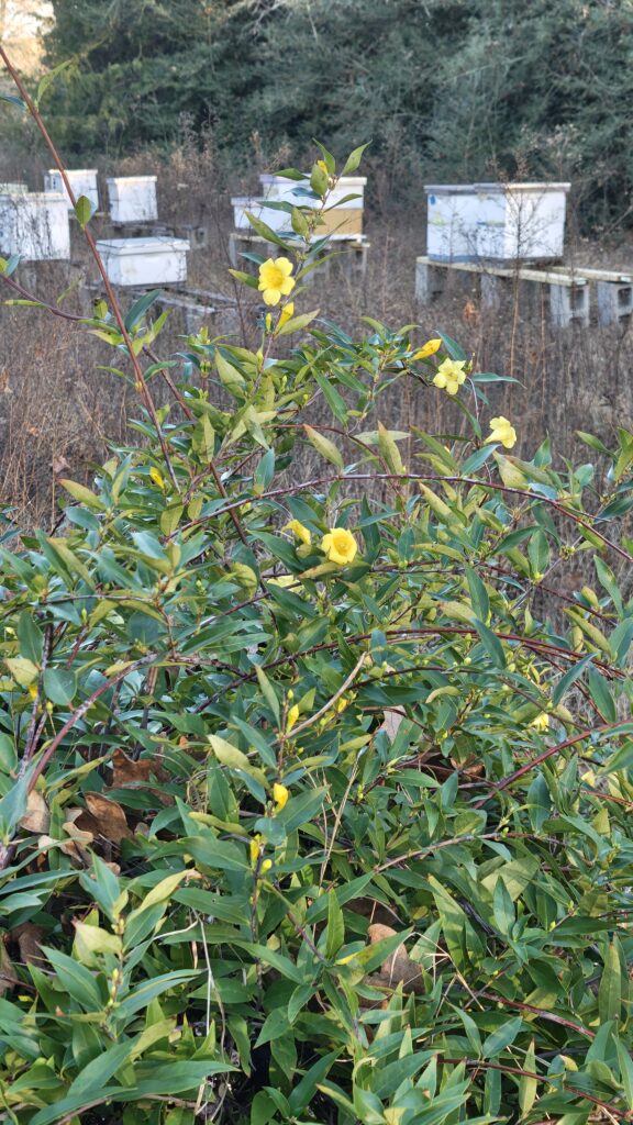 carolina-jessamine