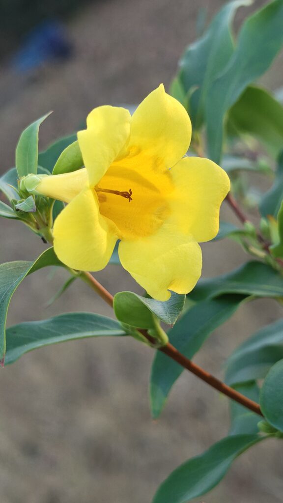 carolina-jessamine