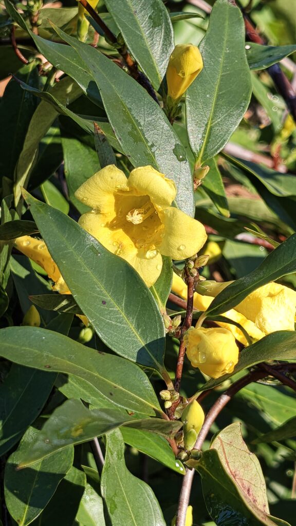 carolina-jessamine
