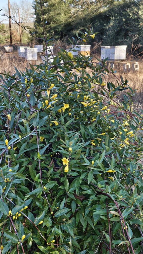 carolina-jessamine