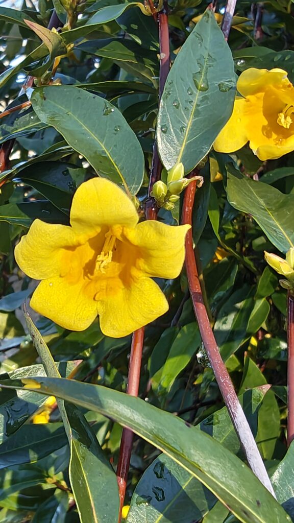 carolina-jessamine
