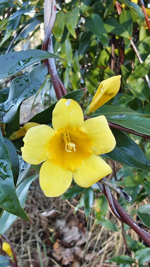 carolina-jessamine