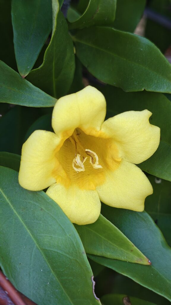carolina-jessamine