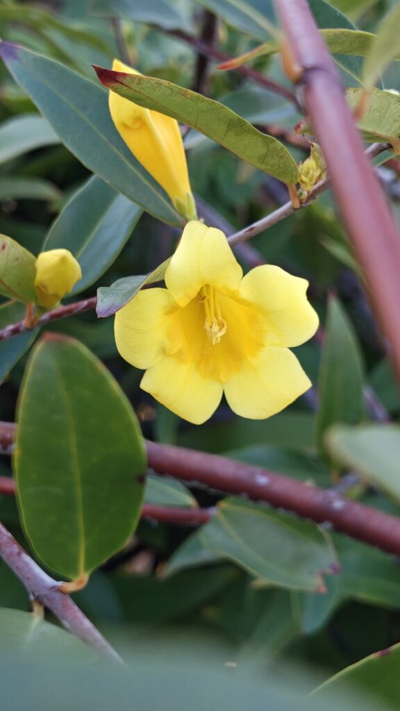 carolina-jessamine