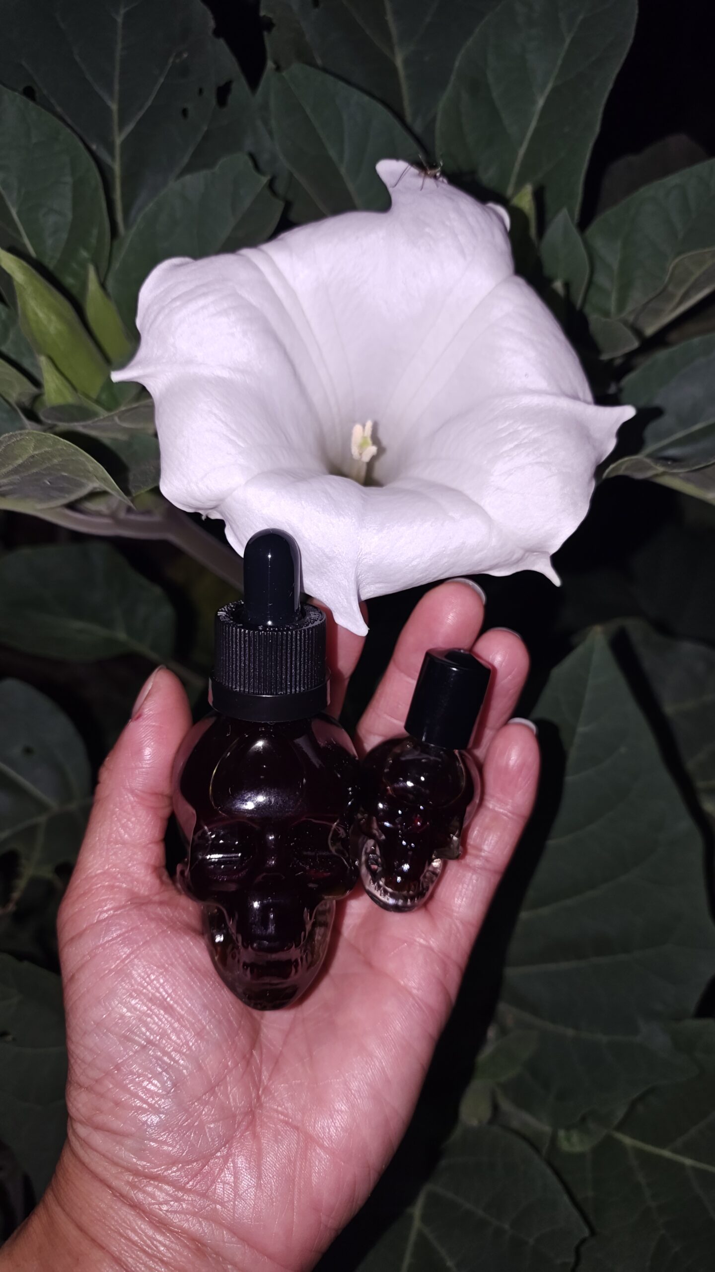 datura-datura-oil