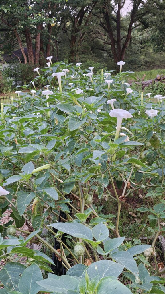 datura-innoxia-bushes