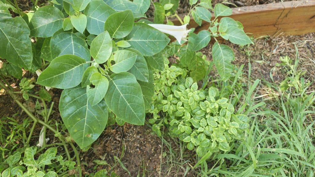 datura-innoxia-different-leaf-sizes