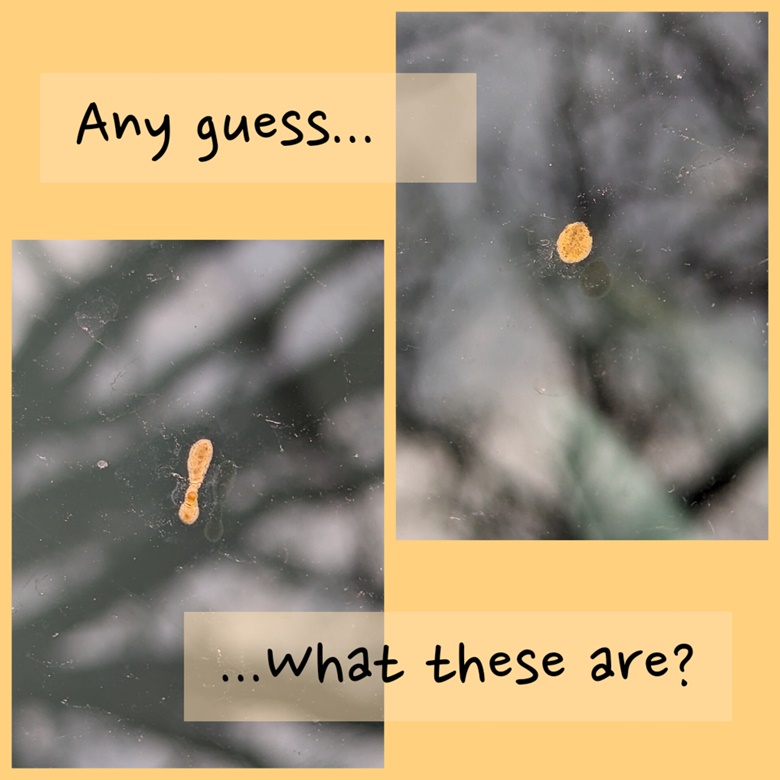 bee-poop