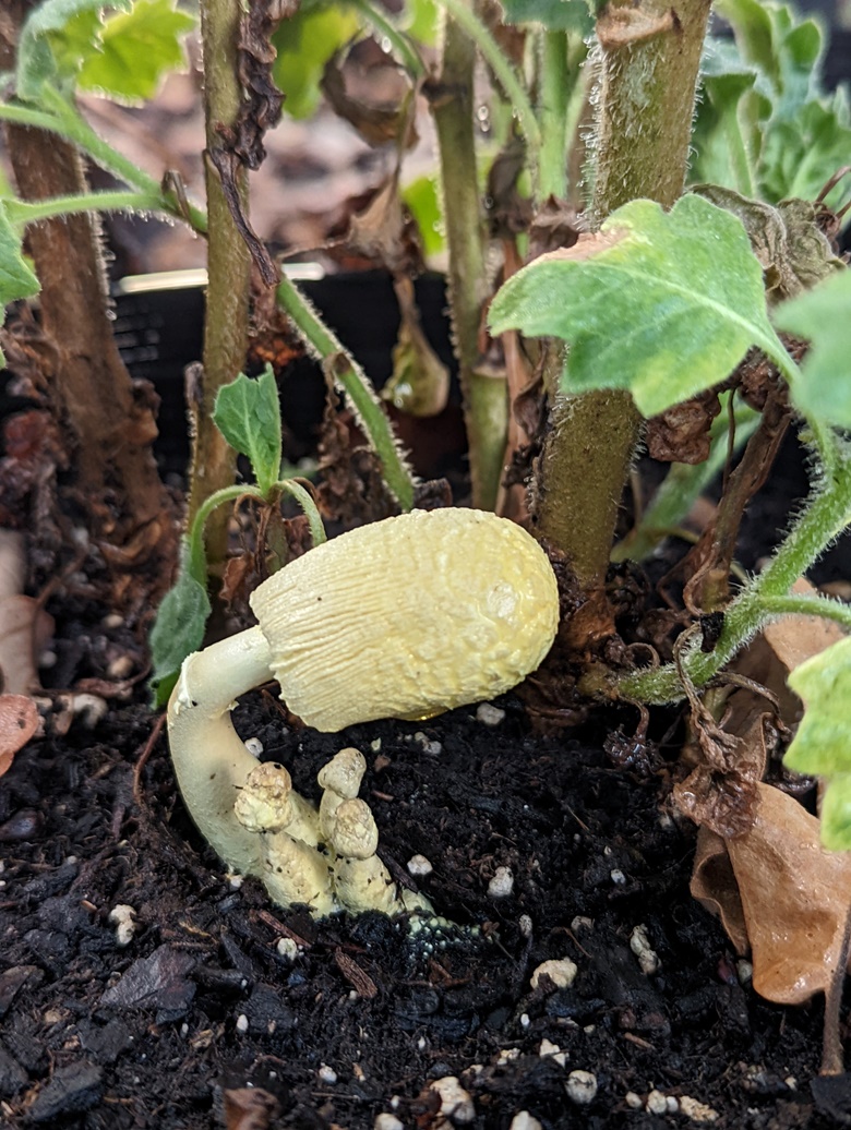 flowerpot-parasol