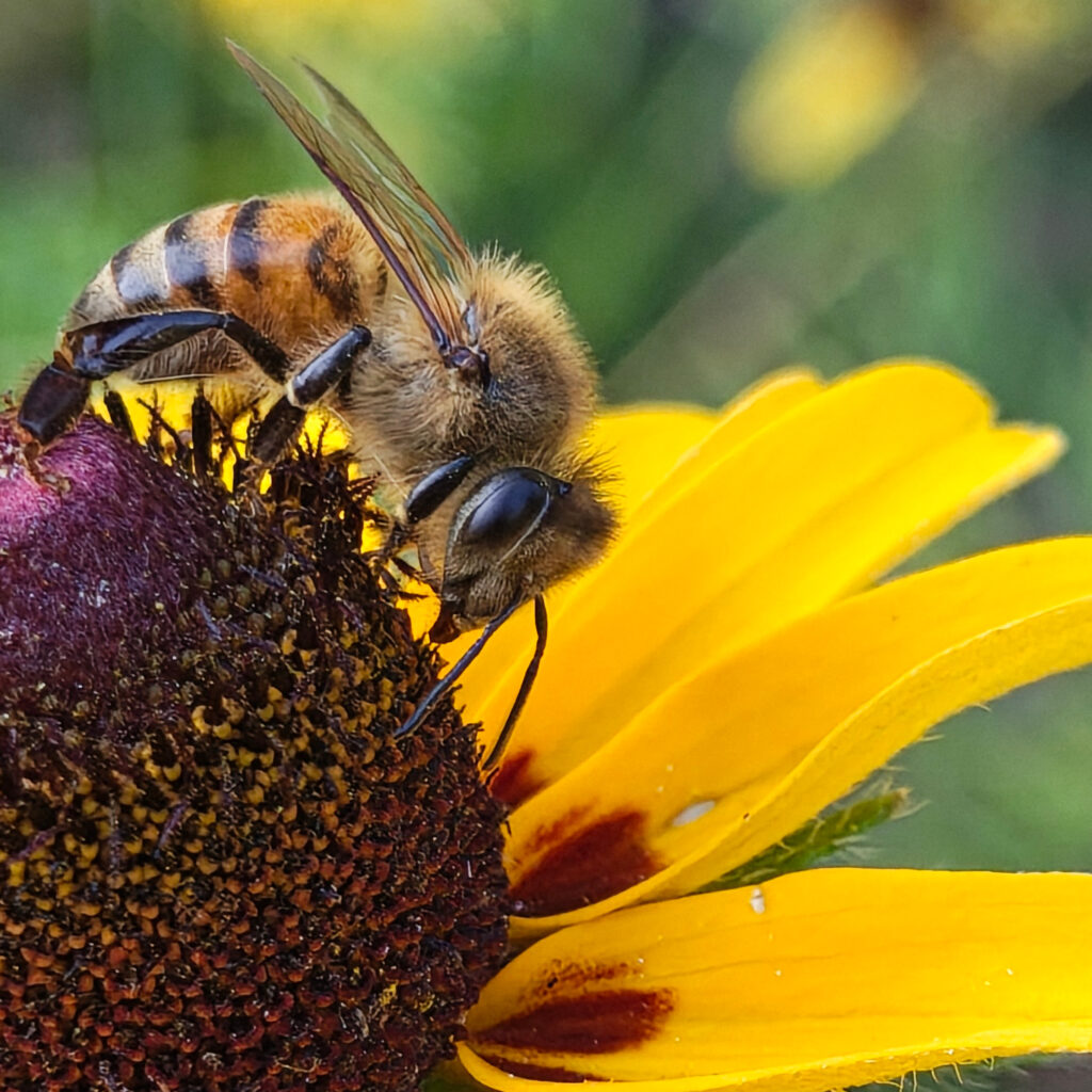 honey-bee-closeup