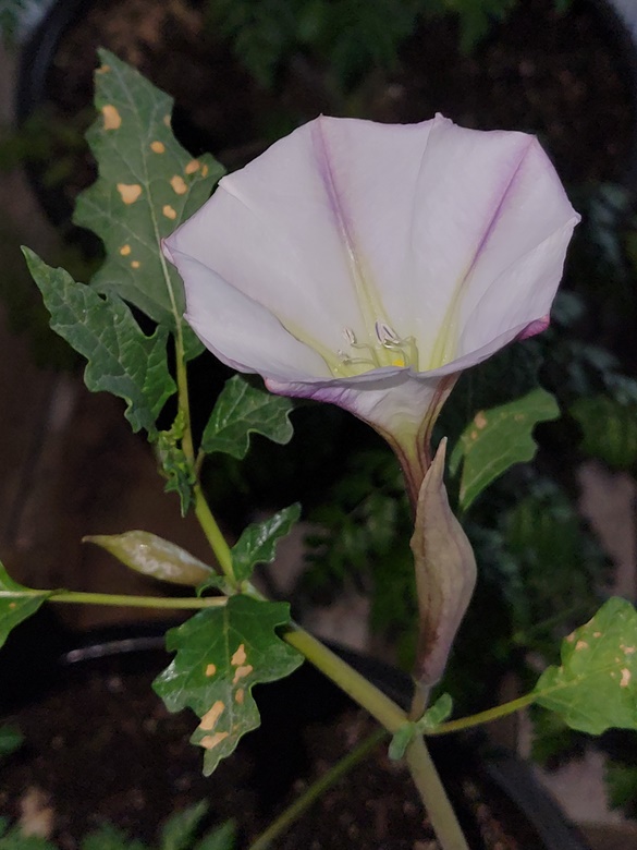 Datura-ceratocaula-blossom