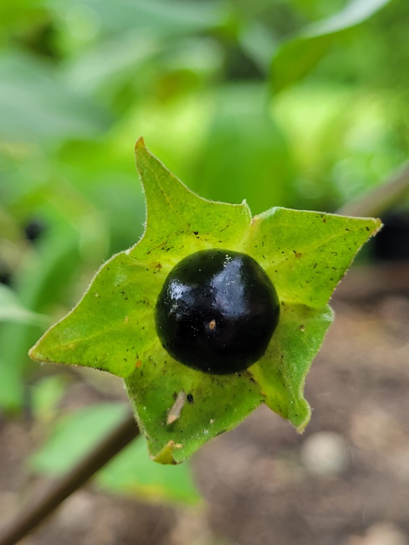 belladonna-berry