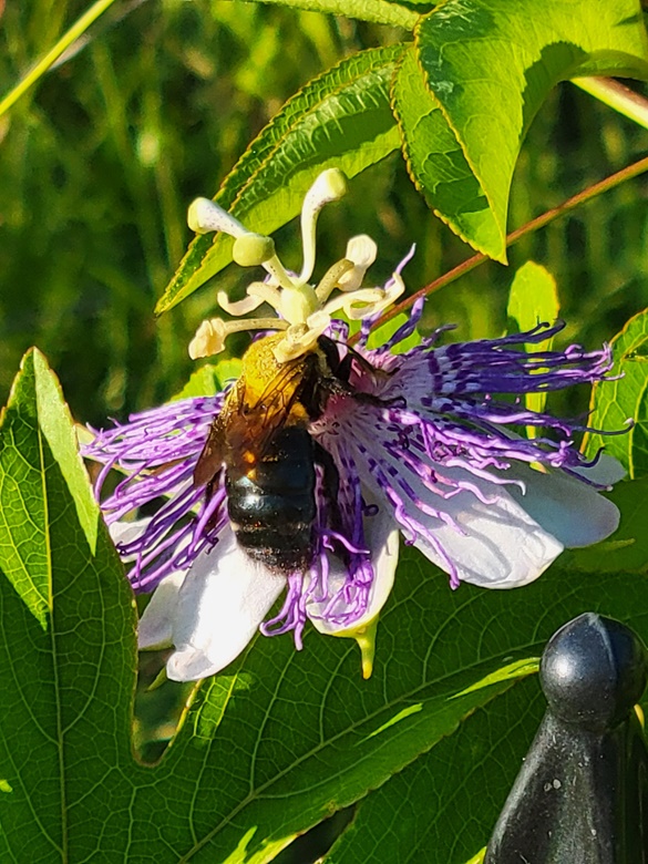 carpenter-bee-passionflower