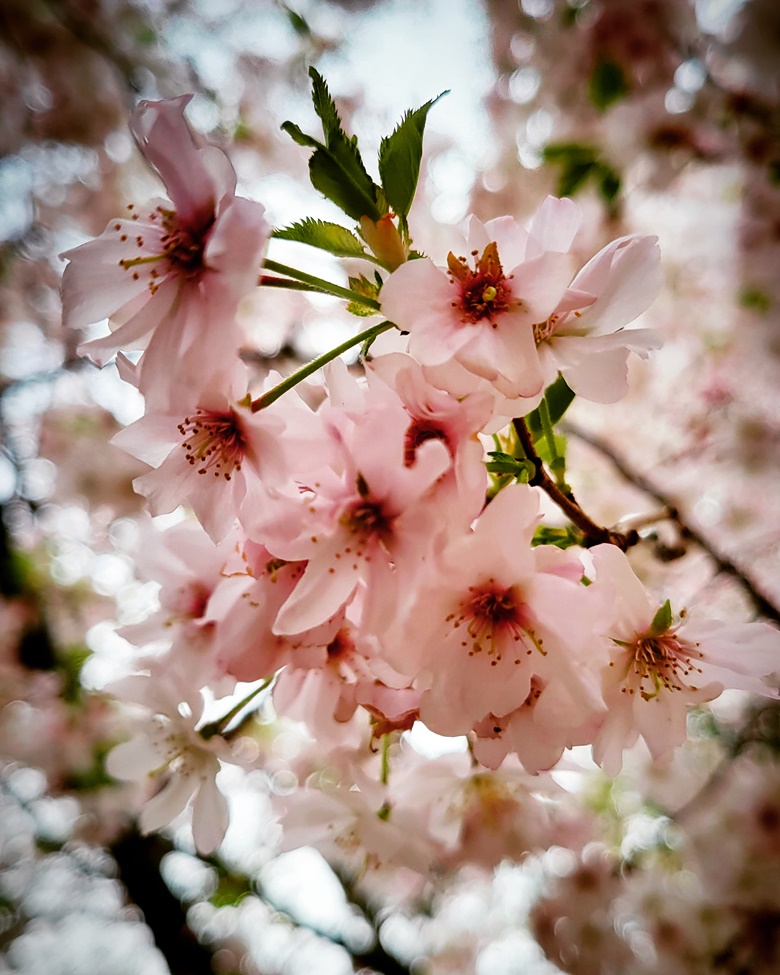 cherry-blossoms