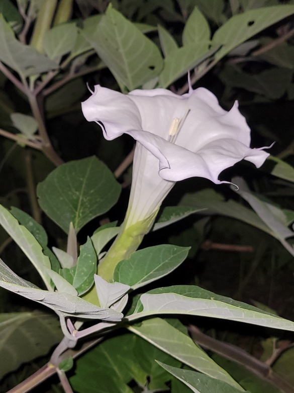 datura-tattoo