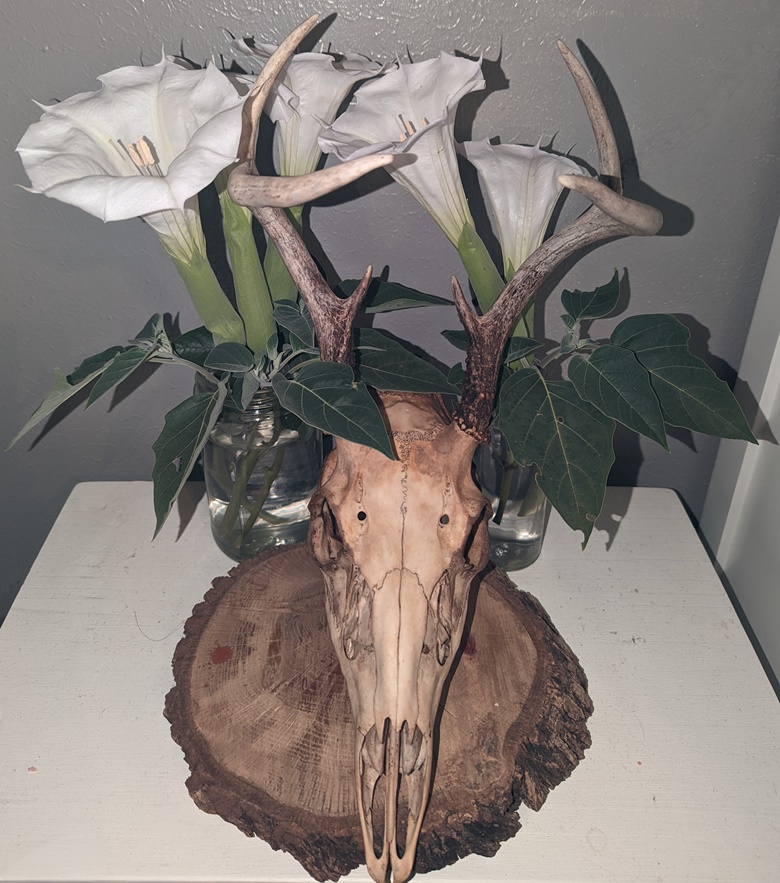 dature-and-deer
