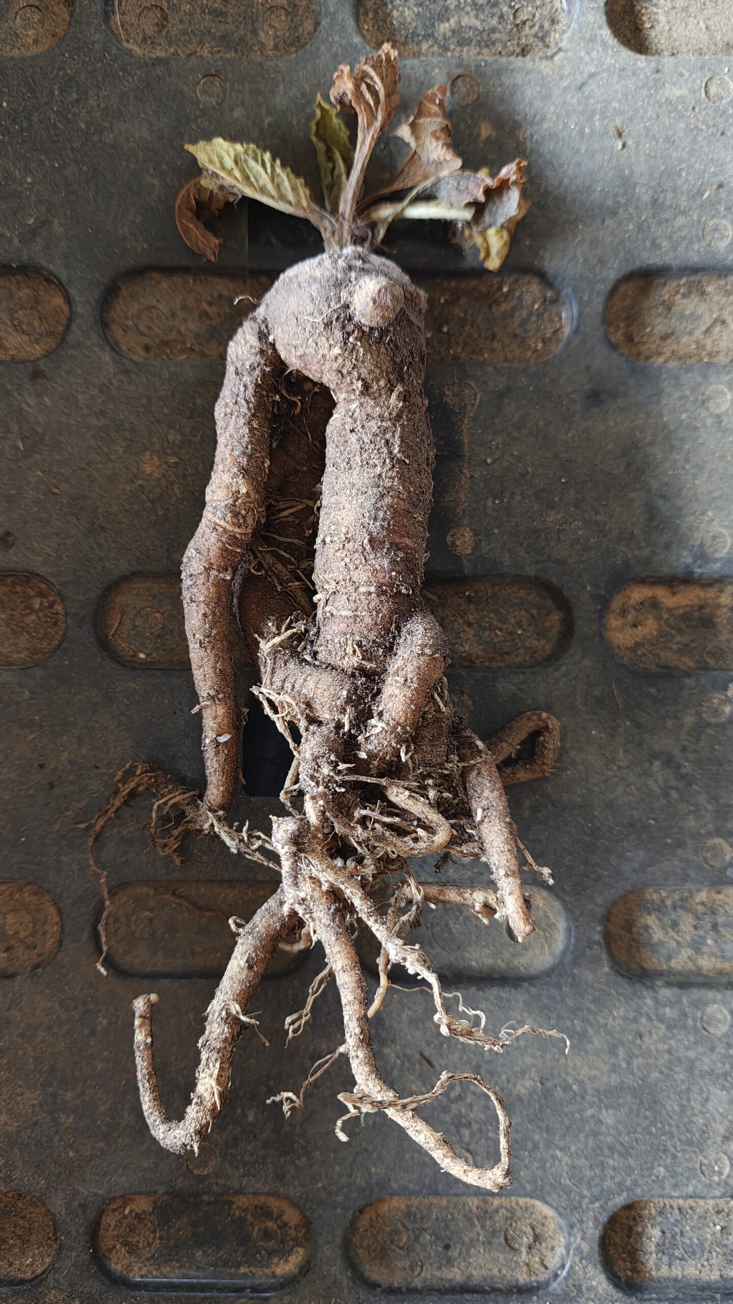 mandragora-officinarum-stumpy-8