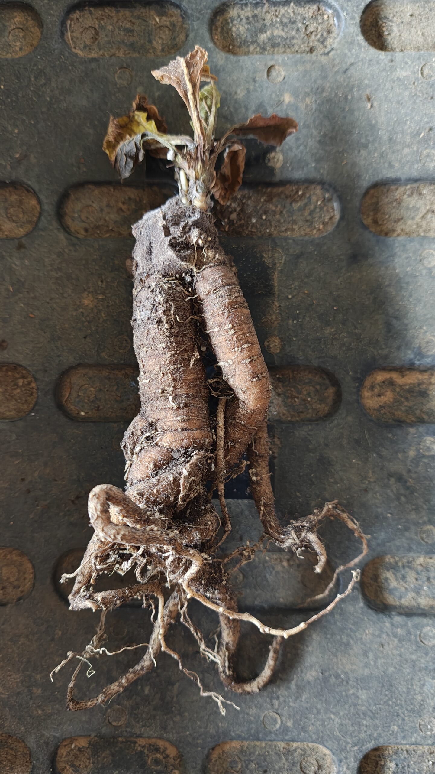 mandragora-officinarum-stumpy-9