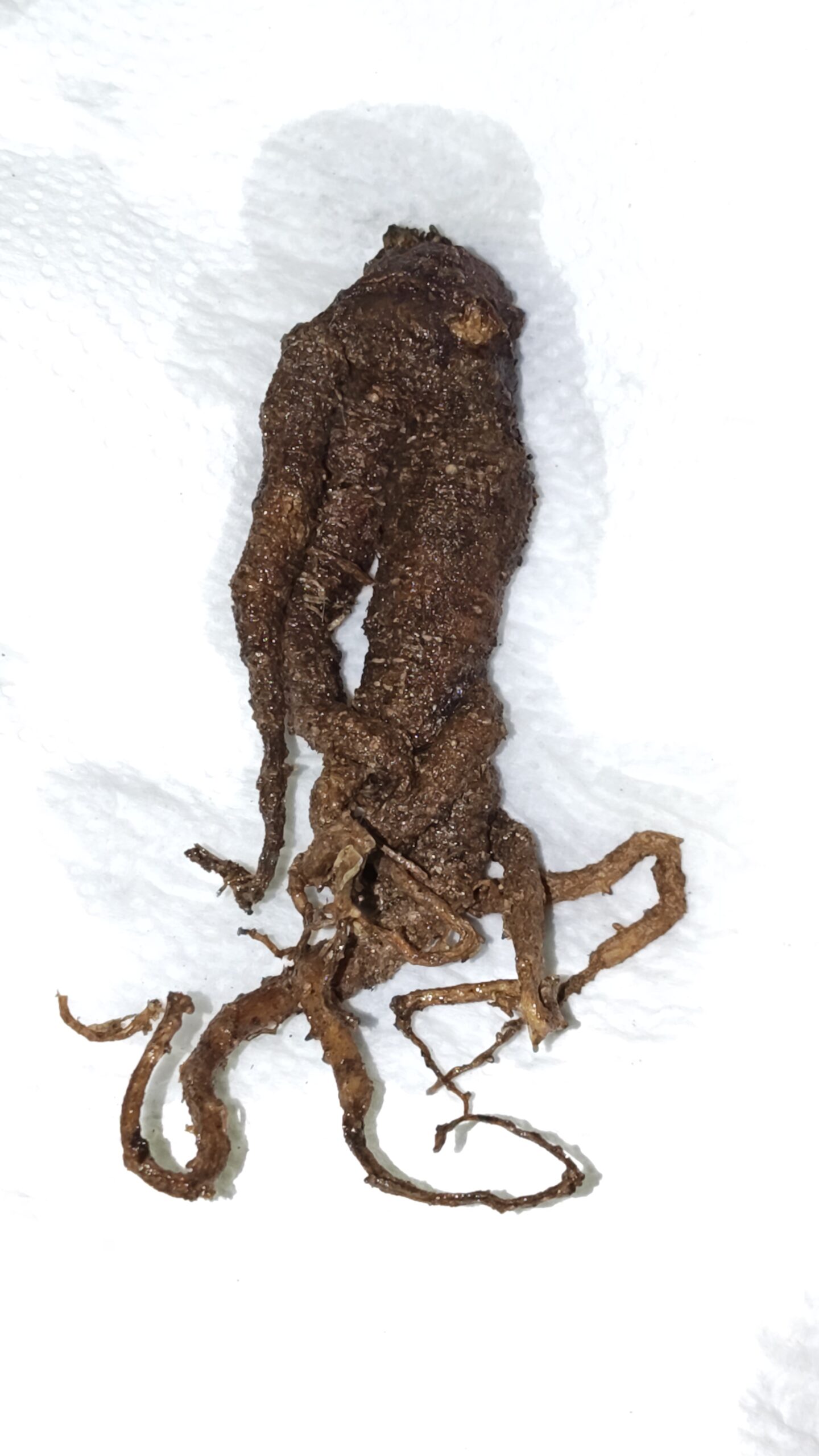 mandragora-officinarum-stumpy-10