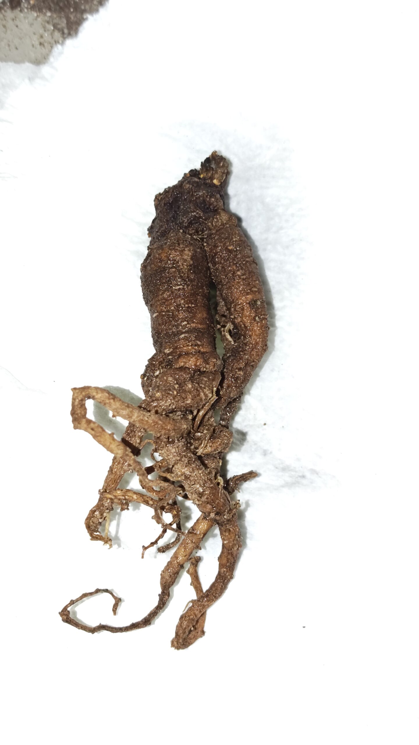 mandragora-officinarum-stumpy-11