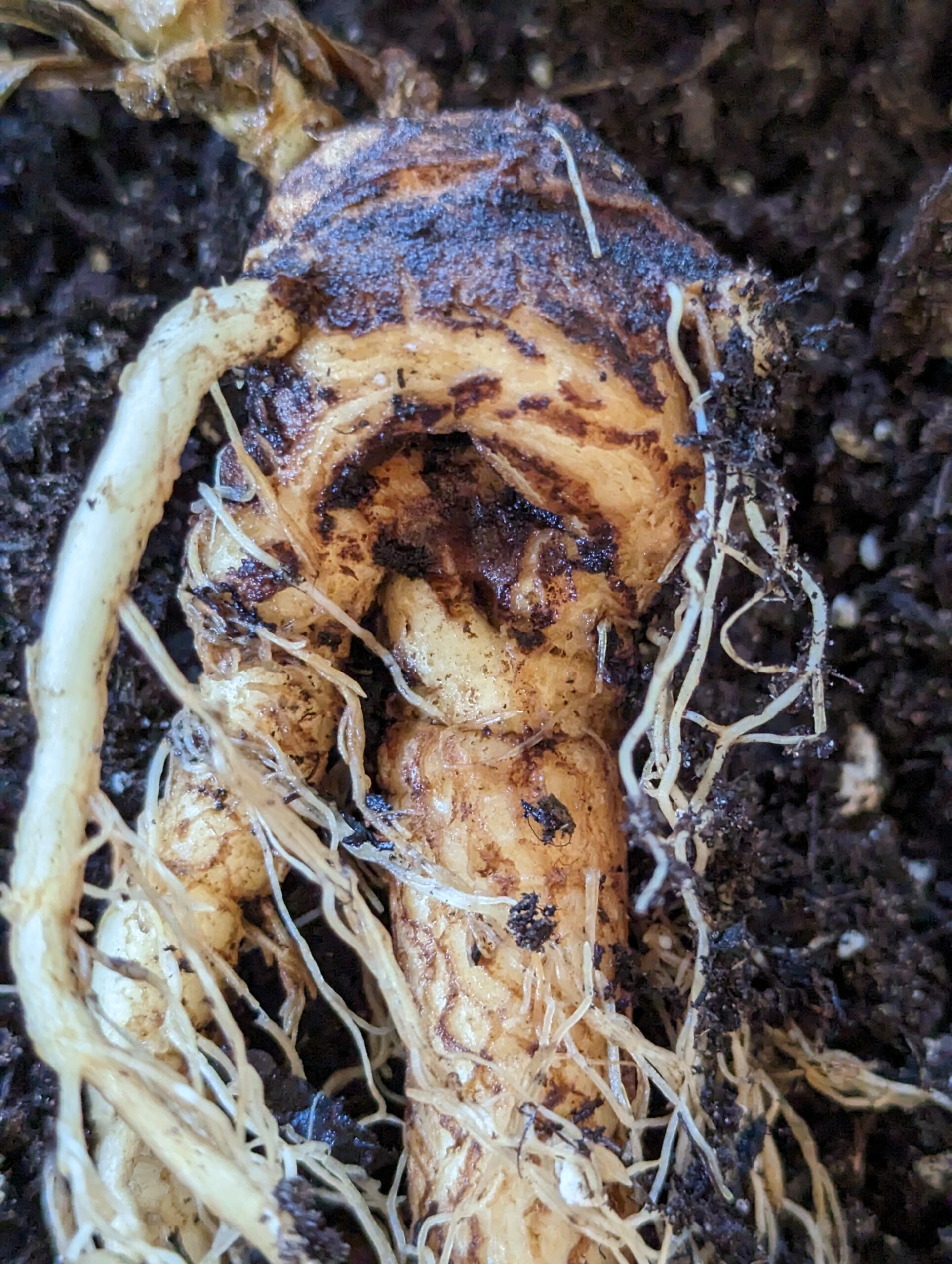 mandragora-officinarum-stumpy-1