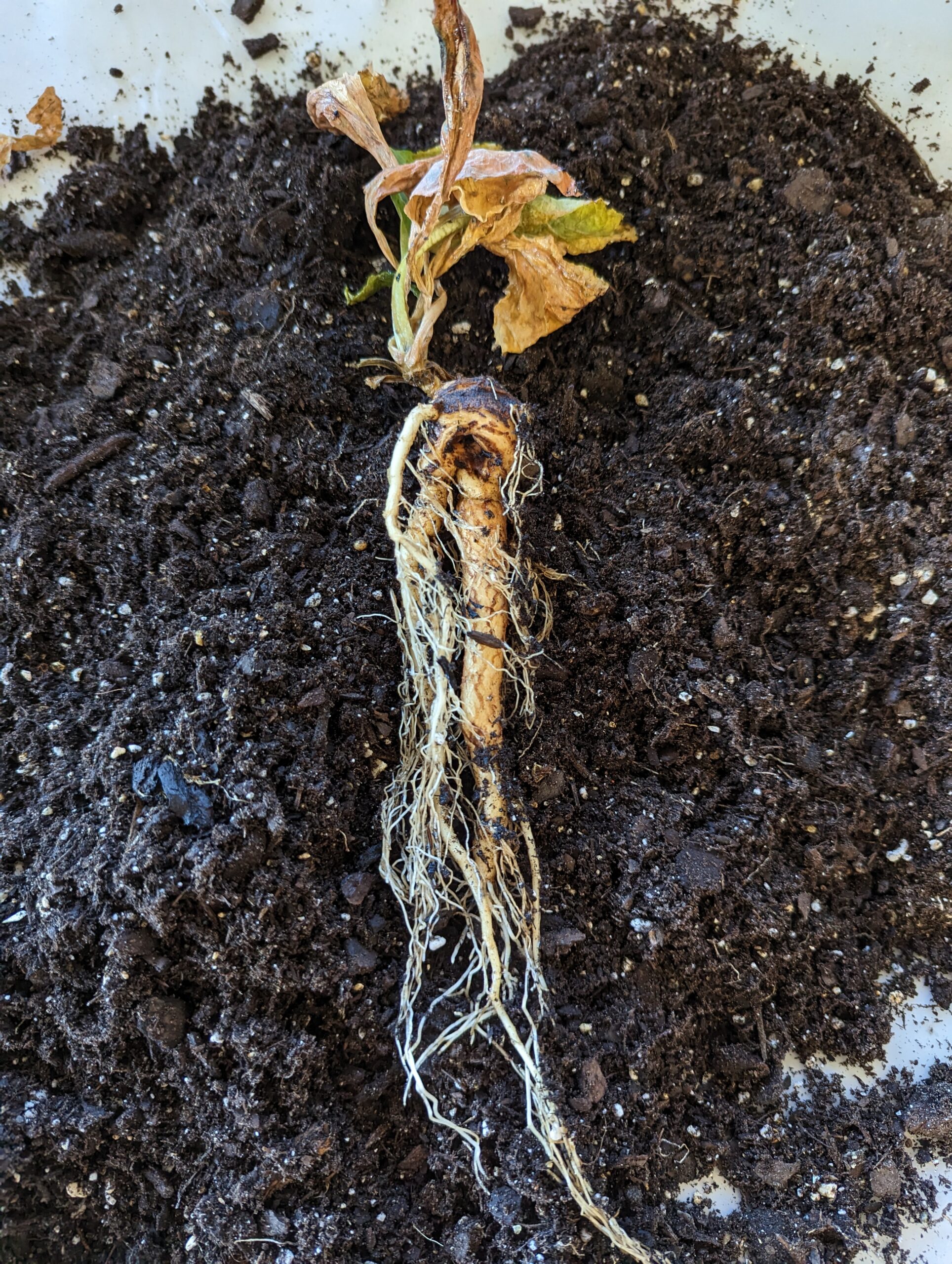 mandragora-officinarum-stumpy-2