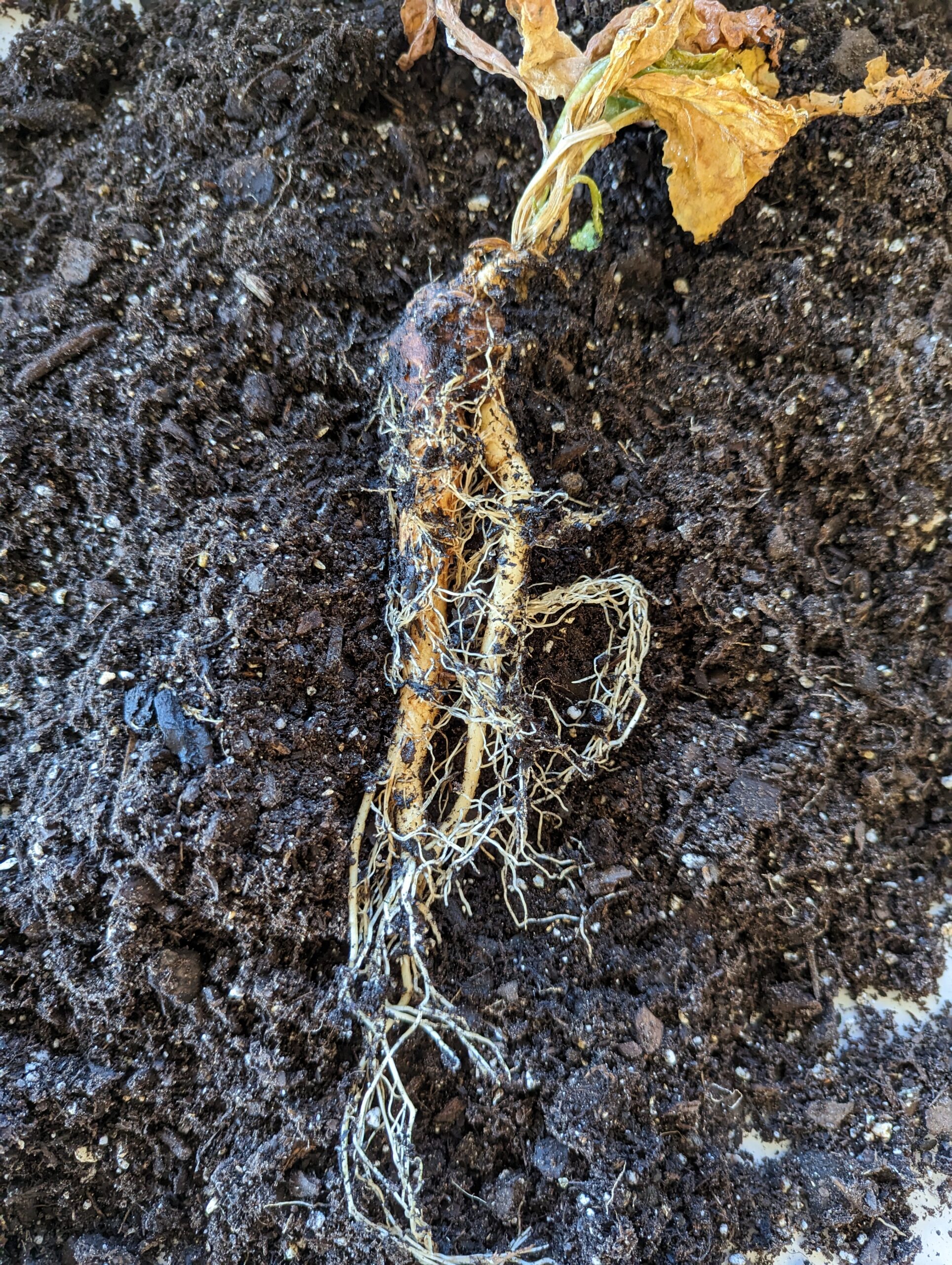 mandragora-officinarum-stumpy-3
