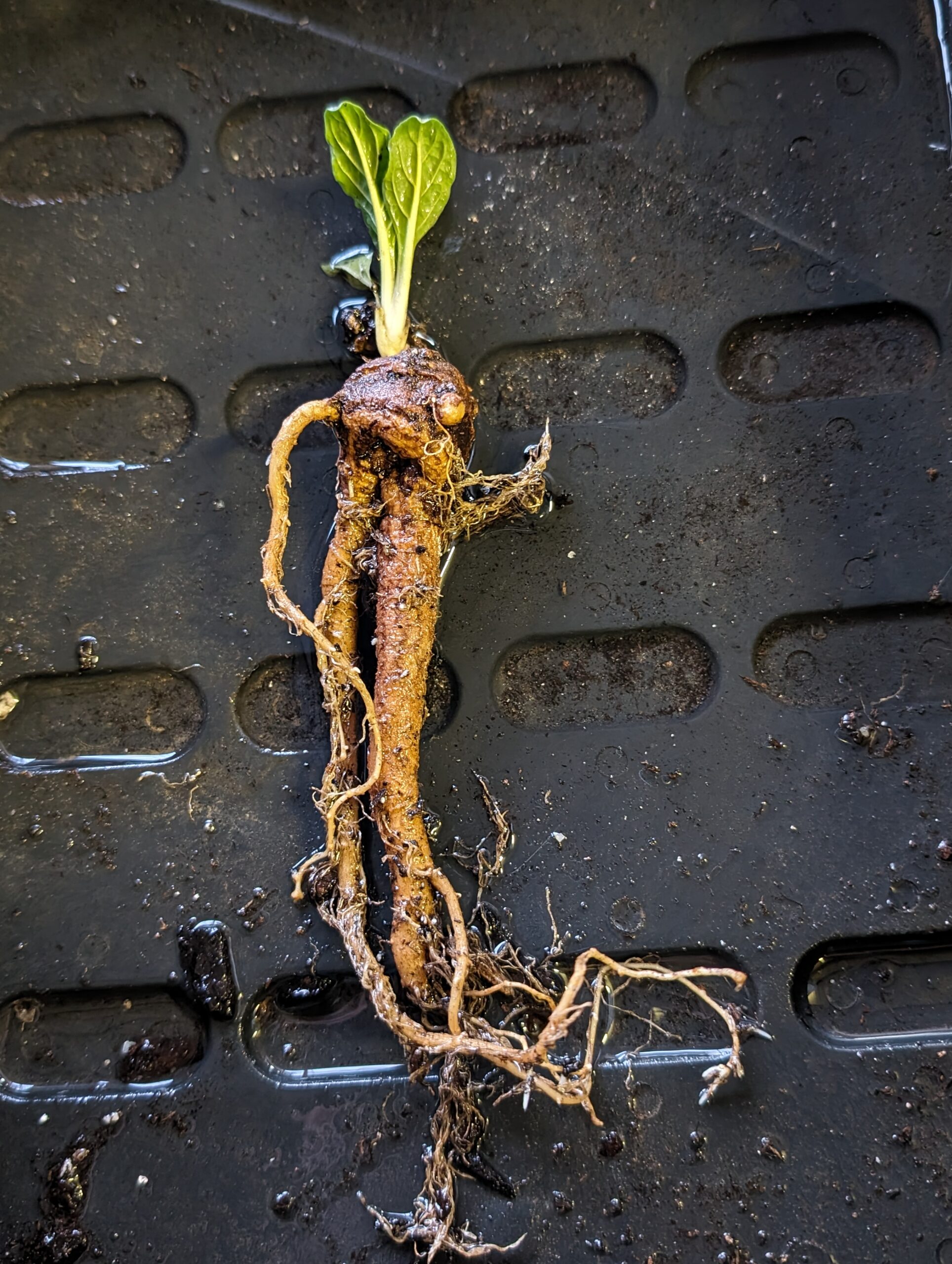 mandragora-officinarum-stumpy-4