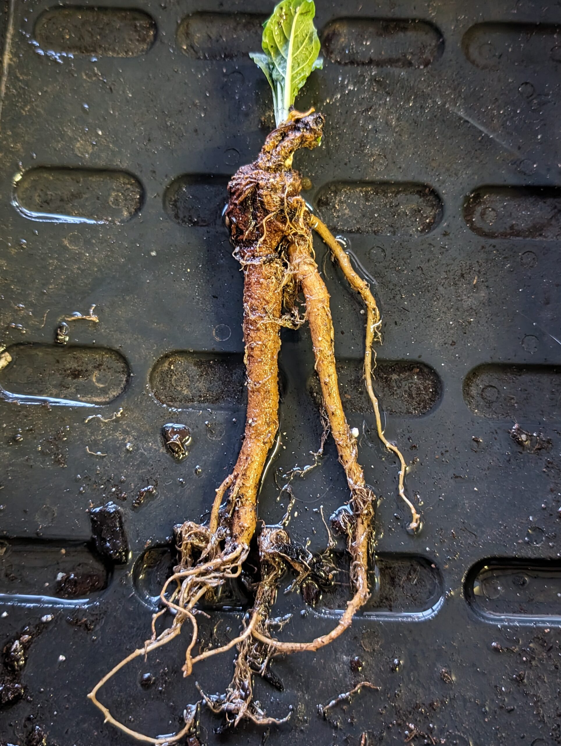 mandragora-officinarum-stumpy-5