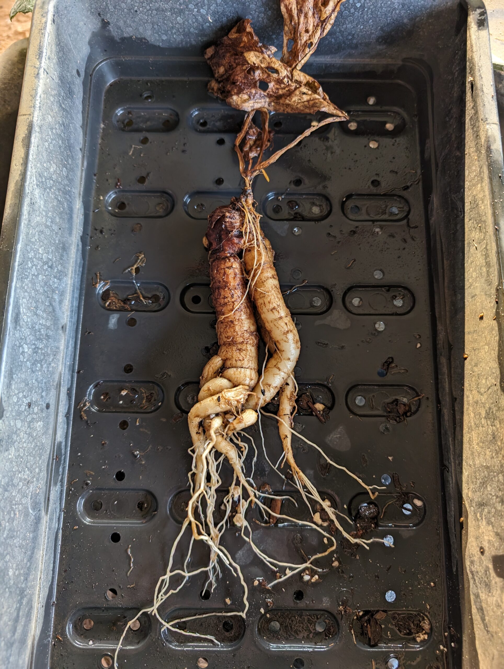mandragora-officinarum-stumpy-6