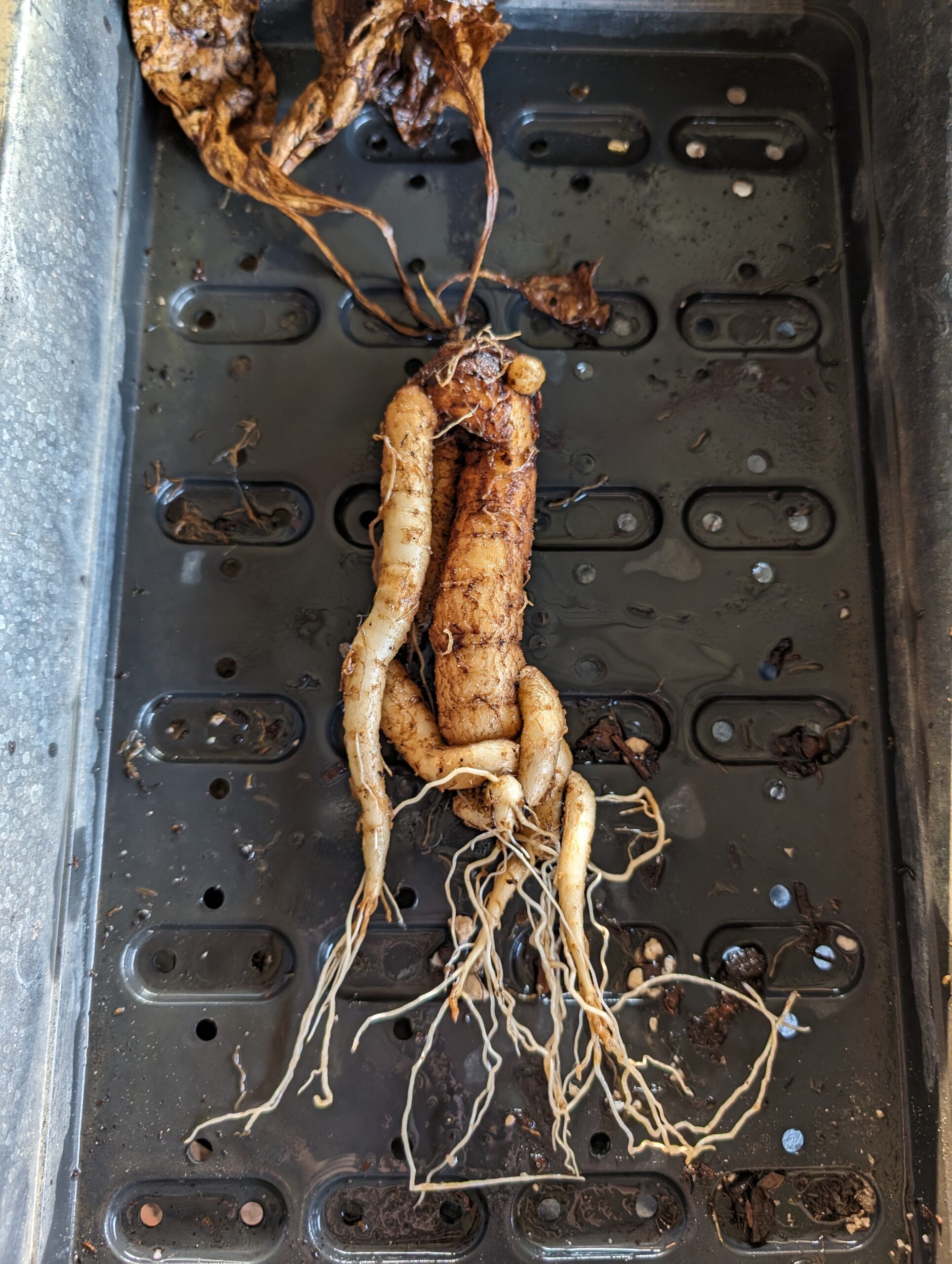 mandragora-officinarum-stumpy-7