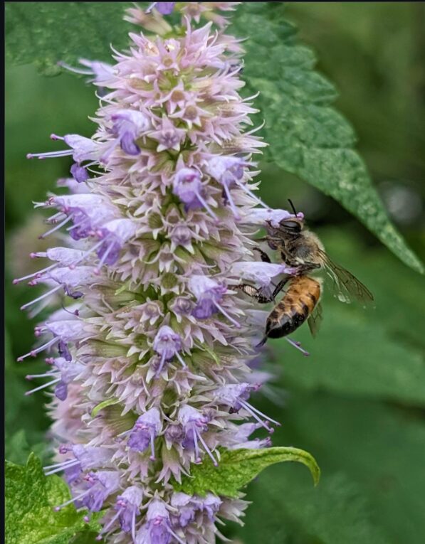 bee-anise-hyssop