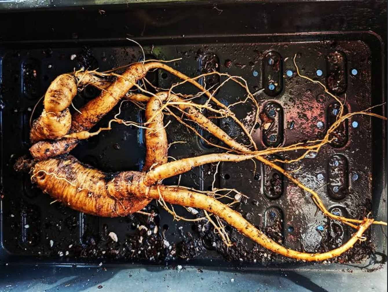 dancing-mandrake