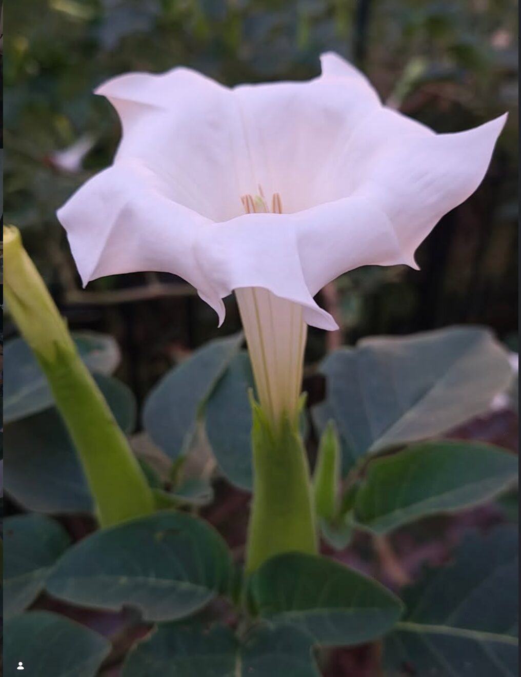 datura