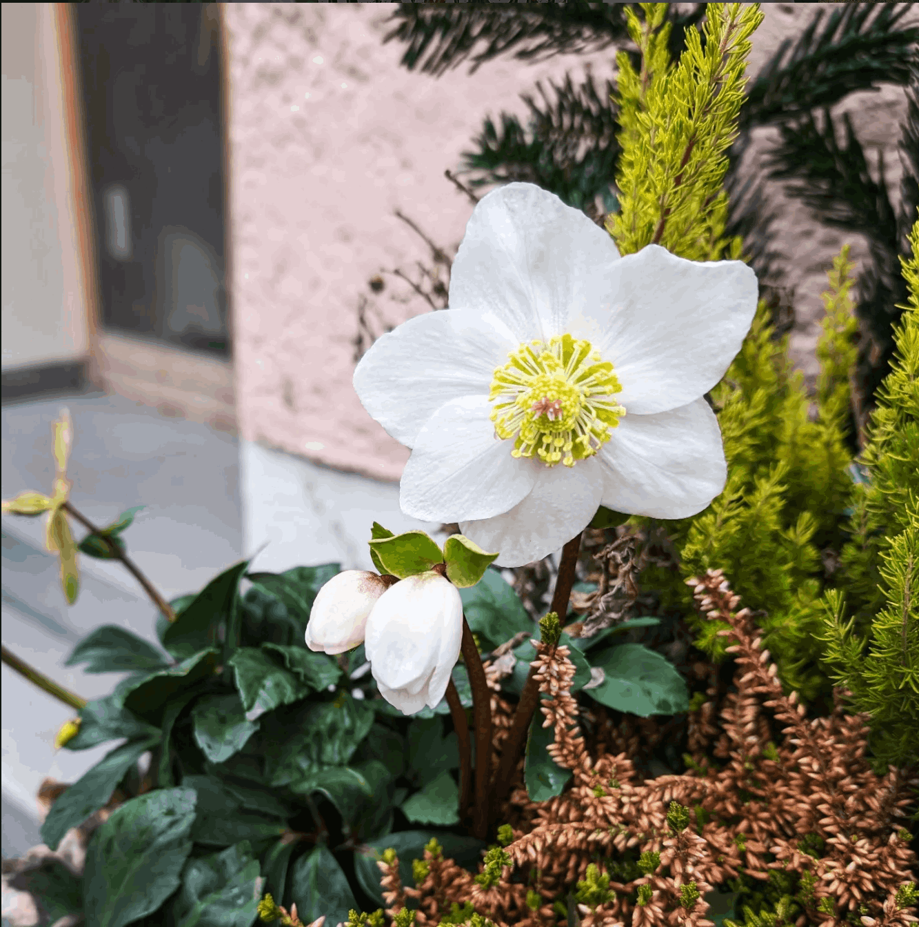 hellebore-germany