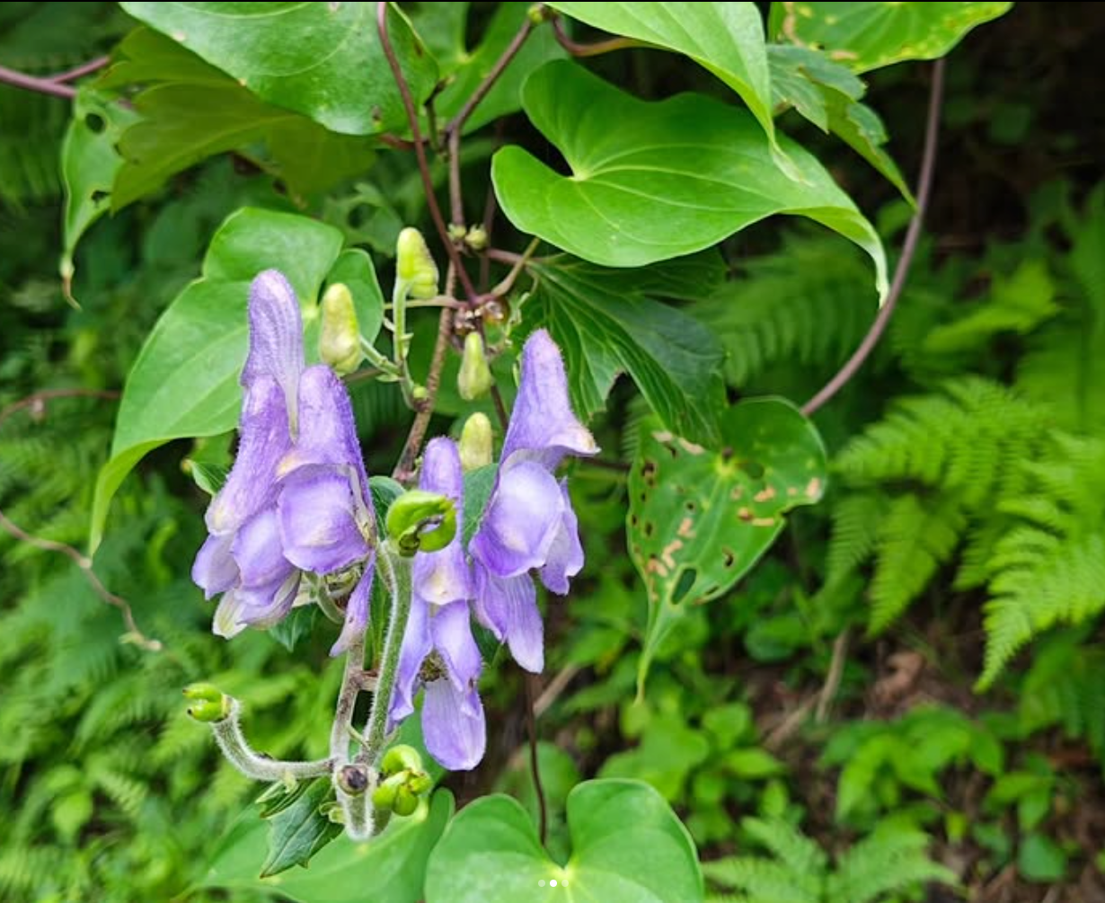 japanese-aconite
