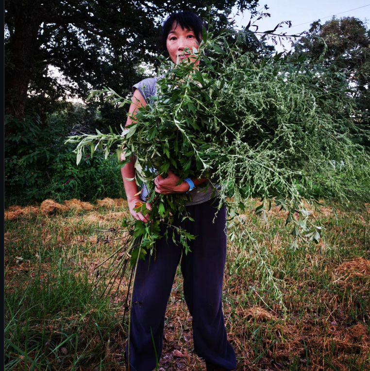 japanese-mugwort