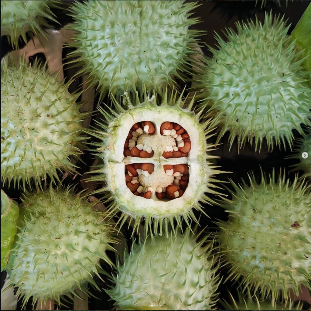 datura-seed-pods