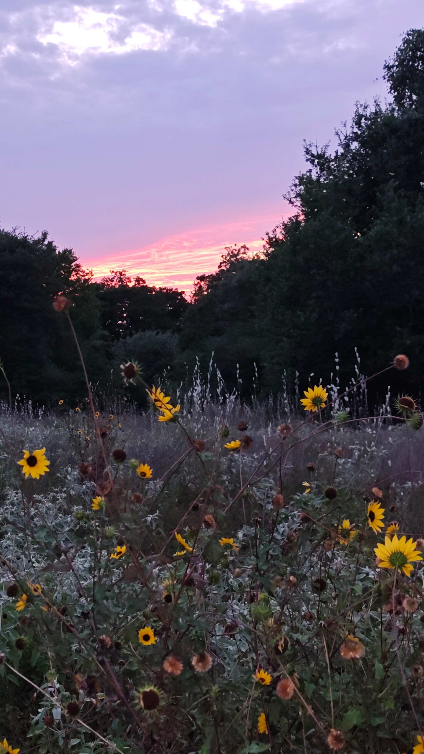 texas-sunset-sunflowers