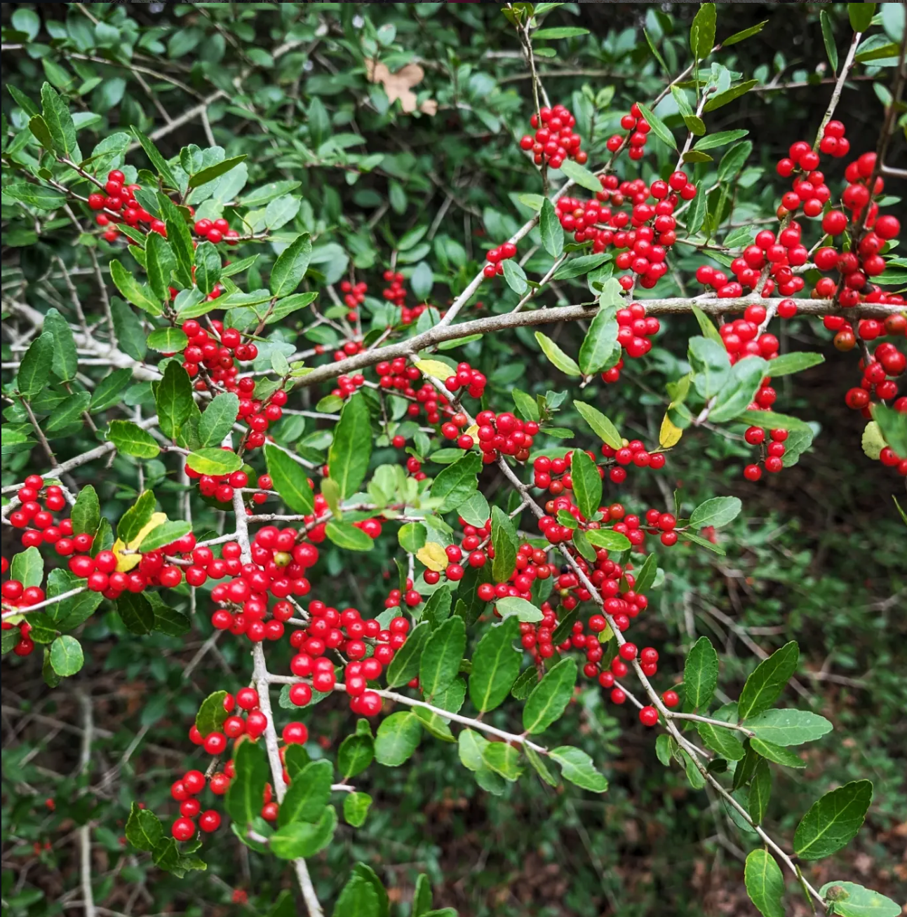 yaupon
