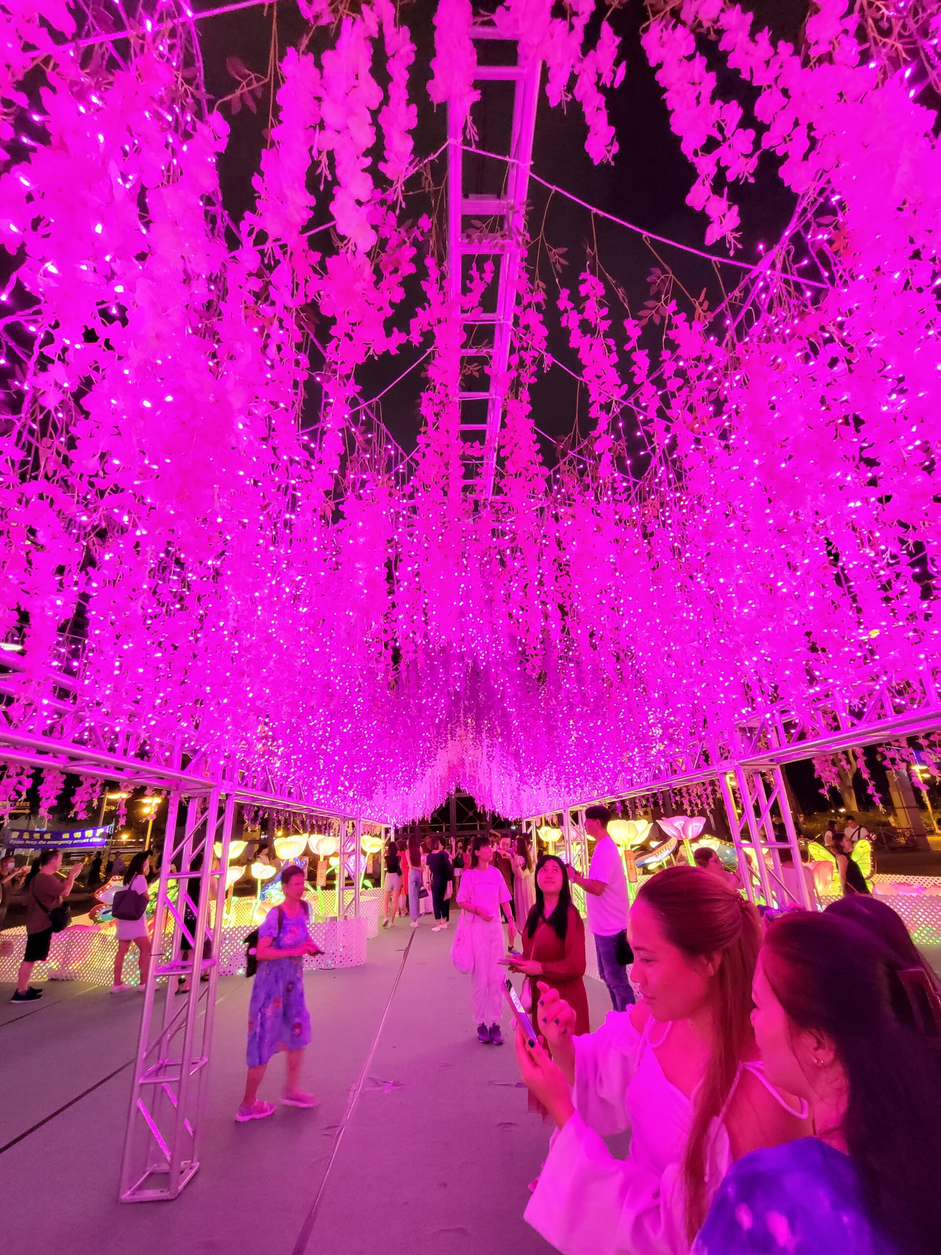 Glowing Wisteria Tunnel