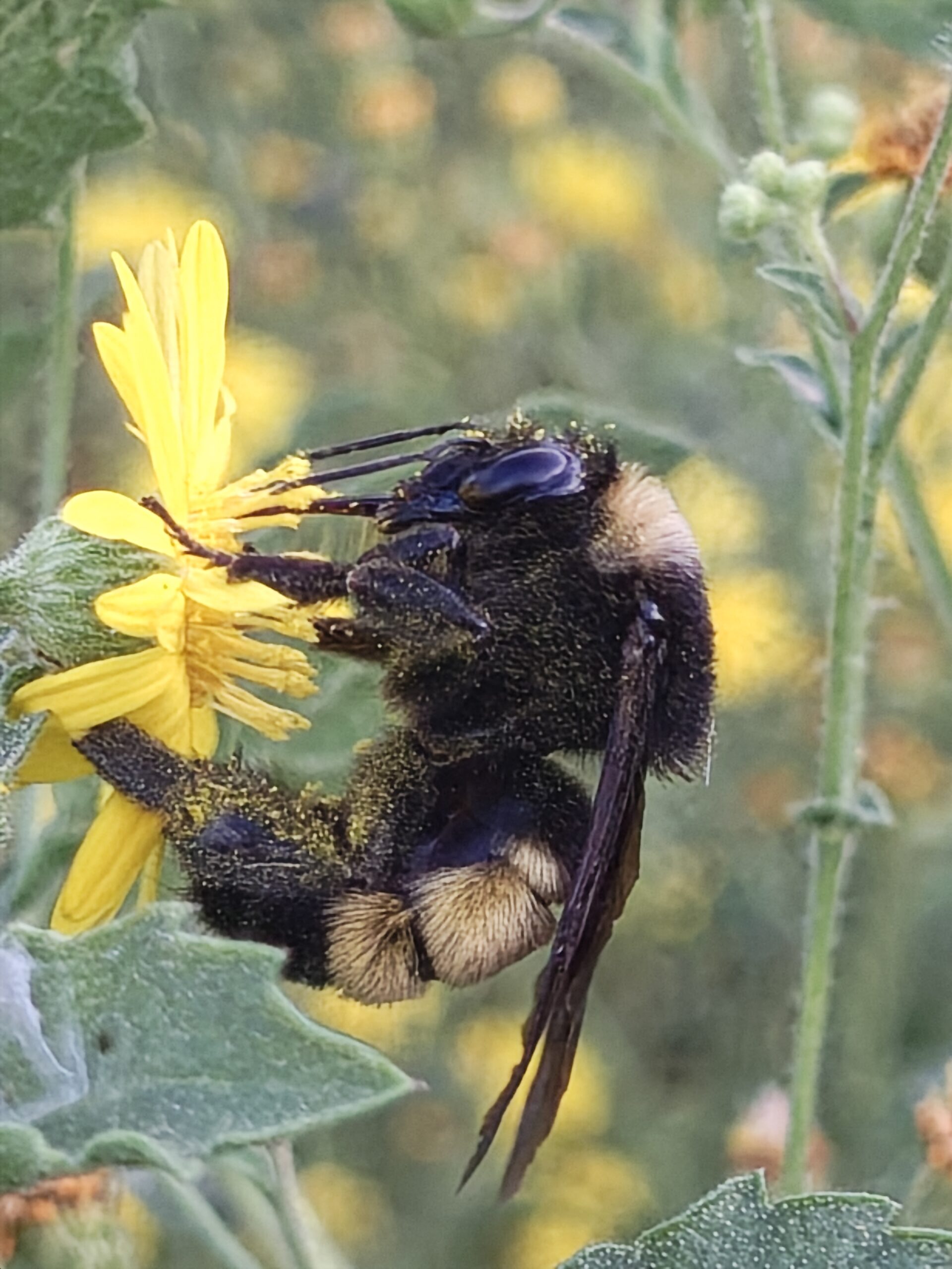 bumblebee-on-camphorweed